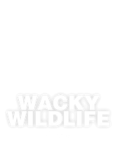 Wacky Wildlife