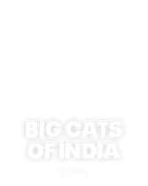 Big Cats of India