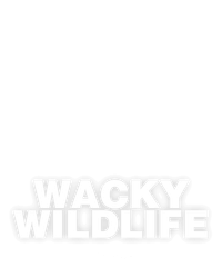 Wacky Wildlife