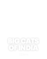 Big Cats of India